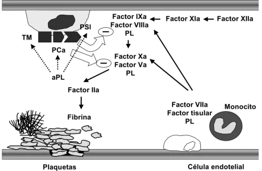 Figura 1: Cascada de la coagulación y sistema anticoagulante de la proteína C 