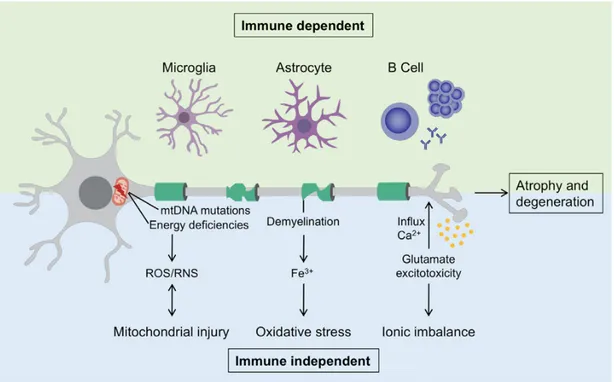 Figure 2. Both immune dependent and independent mechanisms in progressive MS (11). 
