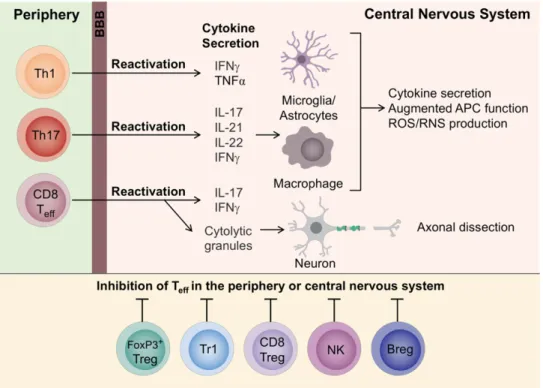 Figure 3. Effector T cells and B cells involved in MS immunopathogenesis (11). 