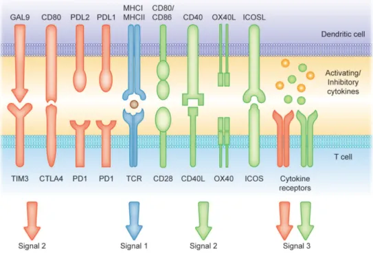 Figure 4. Different signals involved in the induction of T-cell mediated immunity or tolerance by DCs