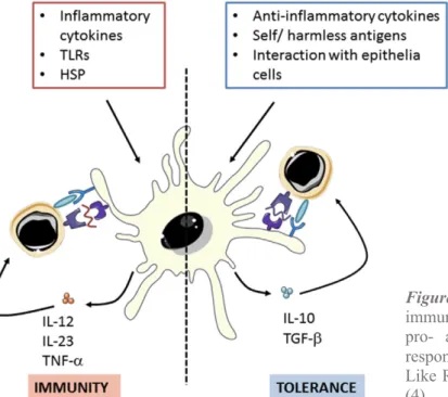 Figure 5. Dendritic cells (DCs) can polarize 