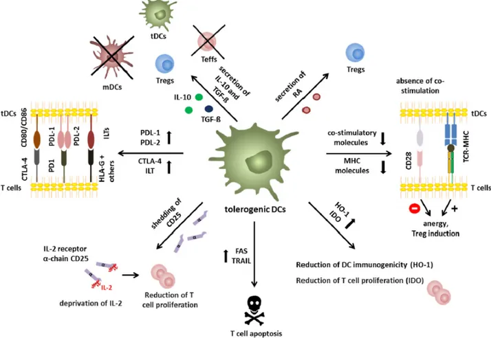 Figure 6. Different immunosuppressive mechanisms of tolerogenic dendritic cells (tol-DCs) (27)