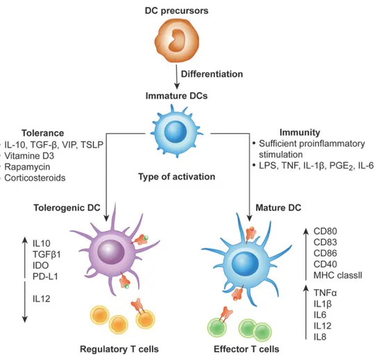Figure 8. Differentiation of monocyte-derived immunologic and tolerogenic DCs. DCs differentiate 