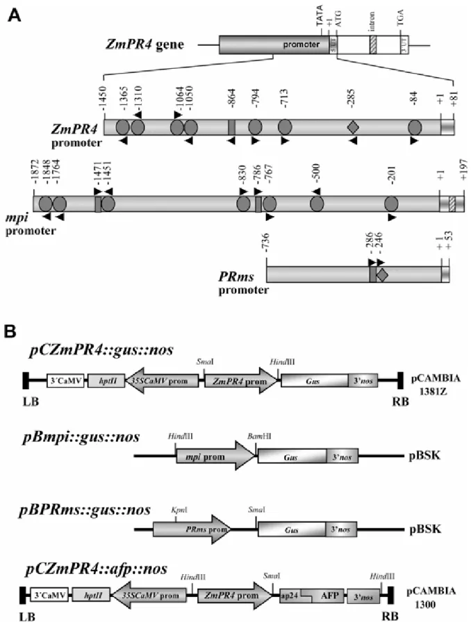 Fig. 1. Structural features of the promoters from the maize ZmPR4, mpi, and PRms genes and constructs used for rice transformation