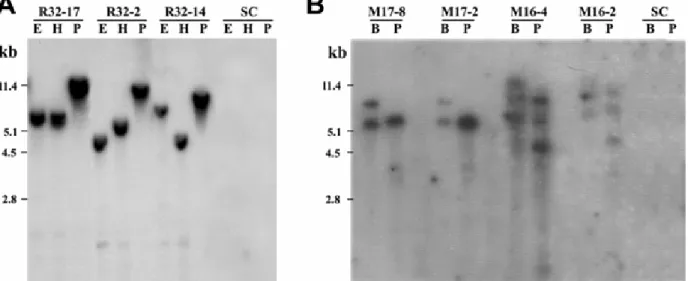 Fig. 2. Southern blot analysis of the ZmPR4:gus  and  mpi:gus rice plants. Genomic DNA (10 µg) from T2 transgenic lines was digested with restriction 