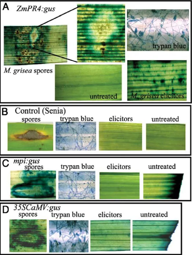 Fig. 4. Histochemical localization of  β-glucuronidase (GUS) activity in leaves of transgenic rice plants after inoculation with Magnaporthe grisea spores or 