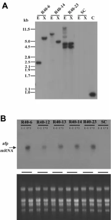 Fig. 5. Molecular analyses on transgenic ZmPR4:afp rice plants. A, Southern 