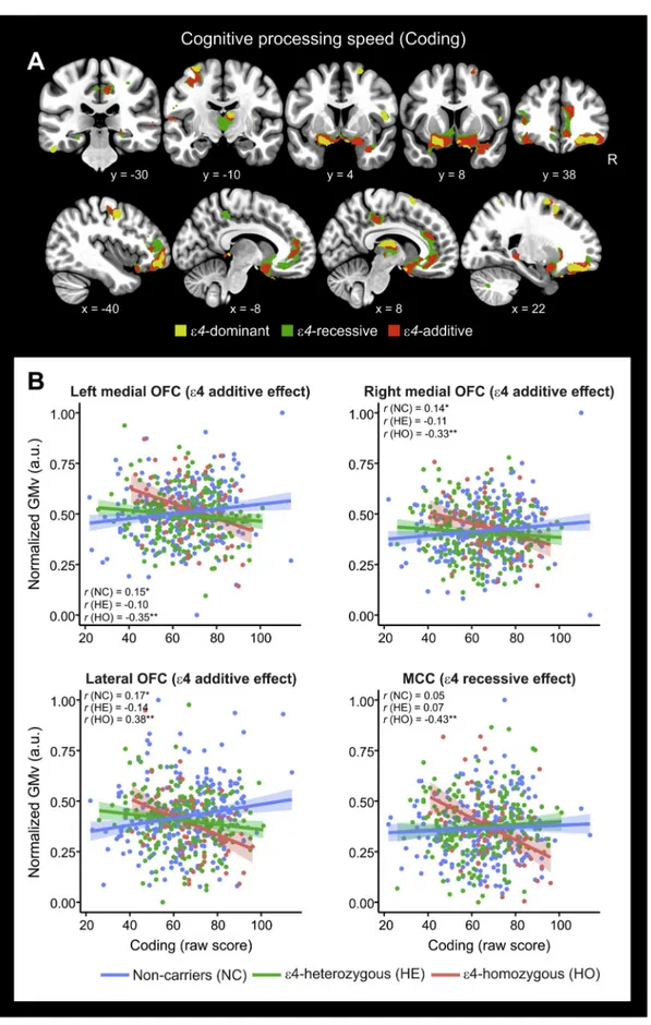 Fig. 4. APOE-ε4 risk variant modulated the associations between cognitive processing speed (CPS) and gray matter volume.