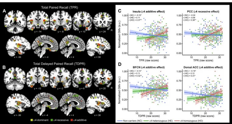 Fig. 1. APOE-ε4 risk variant modulated the associations between paired recall and gray matter volume.