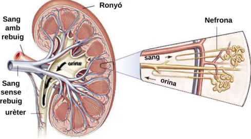 Figura  1.  Anatomia  del  ronyó.  En  la  imatge  s’hi  pot  observar  l’estructura  així  com  la  unitat  funciona  principal,  la  nefrona