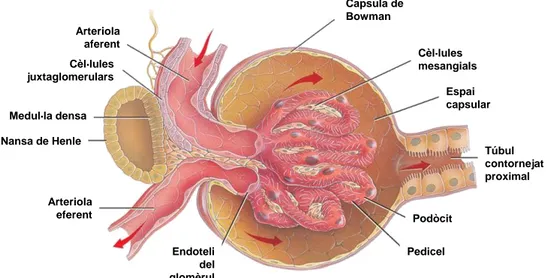 Figura  4.  Representació  de  la  nefrona,  on  s’observa  el  glomèrul, i el sistema tubular