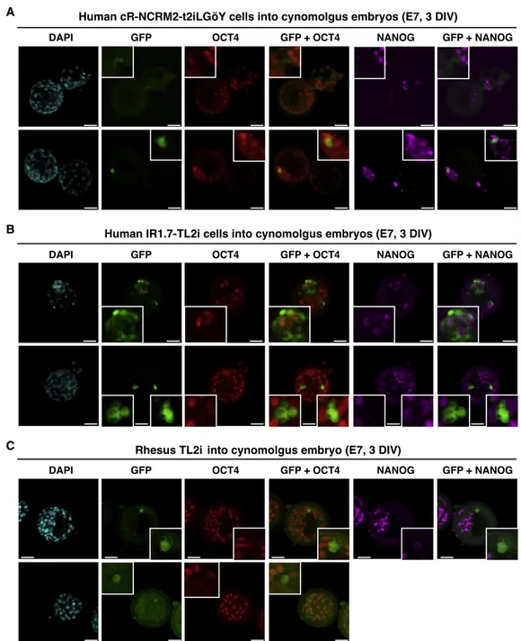 Figure 5. Colonization of Cynomolgus Monkey Embryos by Human iPSCs and Rhesus PSCs