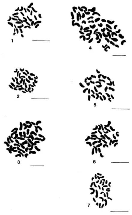 Fig. 1. — L. stoechas L. subsp. stoechas, 2n = 30. Fig. 2. — L. stoechas L. subps. sampaiana Rozeira,  2n = 30