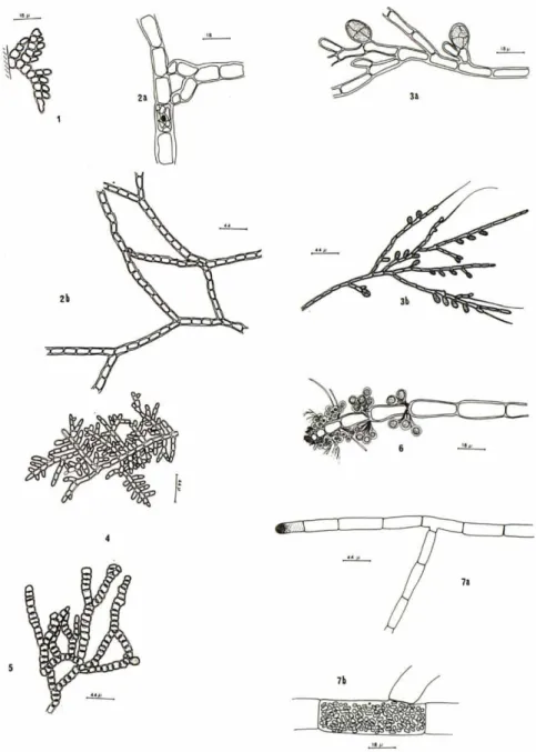 Fig. 1 — Audouinella crassipes (Boerg.) Garbary. Aspecto general del talo. 