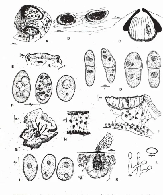FIGURA 3. A-D. Arthopyrenia halodytes (Nyl.) Arnold. A. Baláni- Baláni-dos con el caparazón puntuado por los peritecios