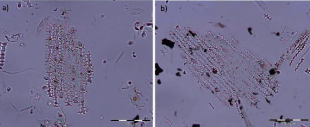 Figura 2. Microfotografías de fitolitos multicelulares de las inflorescencias de cereales levanti- levanti-nos, colección de referencia University College London (Portillo et al., 2014) (200×)