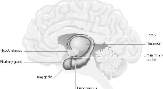 Gráfico 1: El cerebro límbico, o sistema límbico, está lejos del córtex:  en el  centro del cerebro