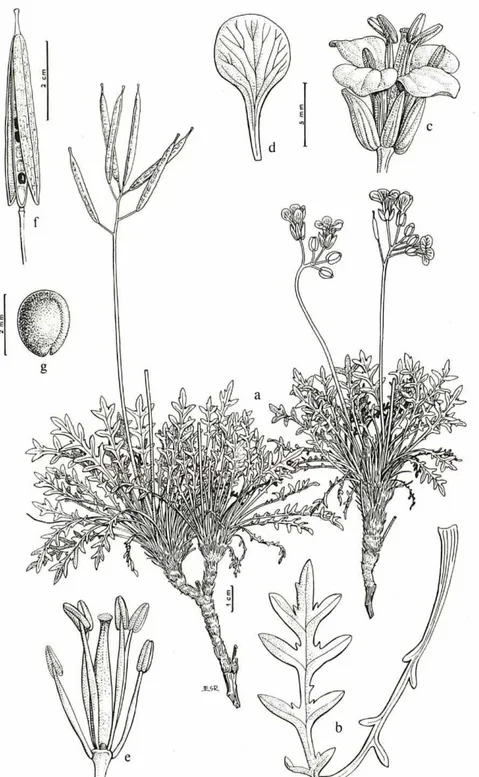 Fig.  1 - Brassica repanda (Willd.)  D C . subsp. dertosensis J. Molero &amp;  A . Rovira (Serra d'AIfara,  B C F 73302)