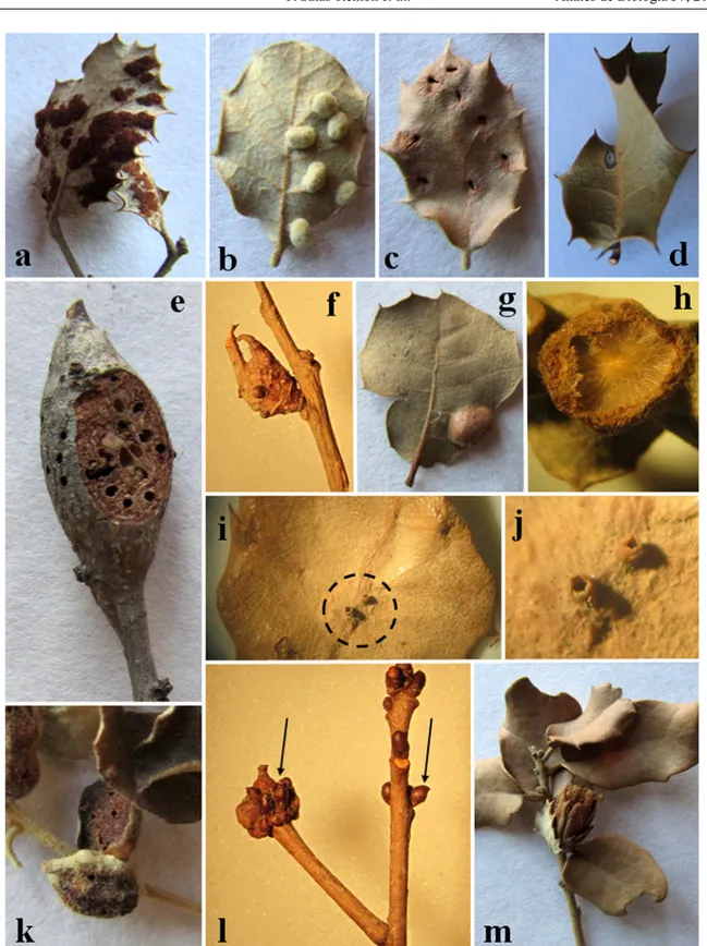 Figura   7.   a:  Aceria   ilicis  sobre  Quercus   ilex  subsp.  Ballota;  b-c:  Dryomyia   lichtensteinii  sobre  Quercus   ilex  subsp