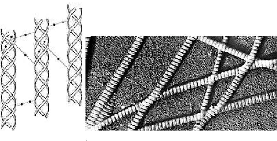 Fig.  21:  a)  Intermolecular  bonds  between  the  triple  helices  of  collagen  fibers