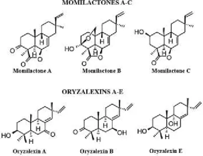 Figure 1.16 Rice allelochemicals: momilactones and oryzalexins (Macías  et al., 2007, Modified)