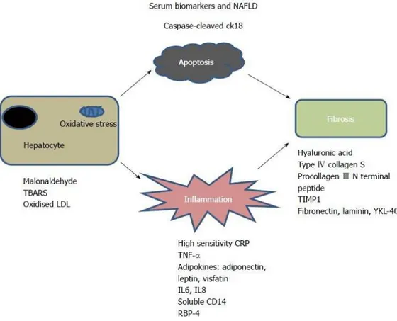 Figura  1:  Potenziali  indicatori  sierici  di  progressione  da  NAFLD  a  NASH  associati  a 