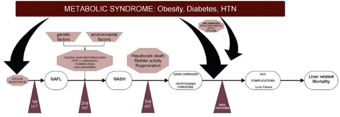 Figura 2: Patogenesi della NAFLD [12]. 