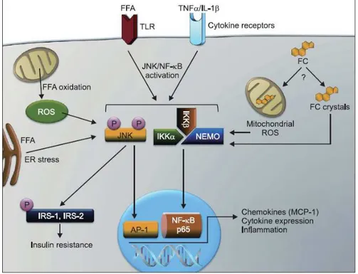 Figura 5: Attivazione di c-Jun N-terminal kinase (JNK) e del complesso I κB kinase (IKK)  nella NASH [22]