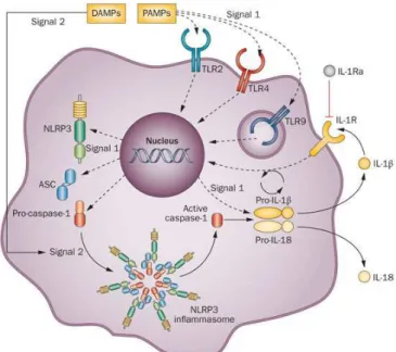 Figura 6: Attivazione dell'inflammasoma NLRP3 [24].  