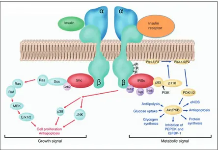 Figura 5 – Il recettore insulinico e le pathways ad esso correlate (modificato da Greet  Van den Berghe J