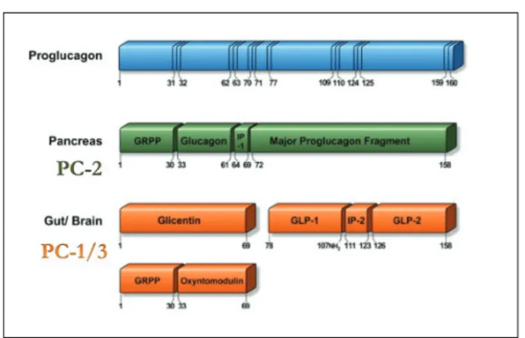 Figura 7 - Processamento del proglucagone ad opera di PC2 e PC1/3 (modificato da  Holst JJ-Physiological reviews 2007,  87(4):1409-­‐1439.) 