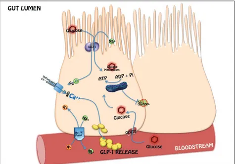 Figura 8 – La L cellula intestinale ed  i sistemi glucosensori (modificata da Piro et al