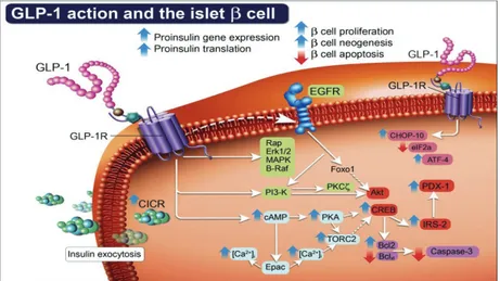 Figura  9  –  Pathways della trasduzione del segnale del GLP-1R nelle beta-cellule  pancreatiche (da Drucker