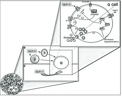 Figura 1 -  Rappresentazione schematica dell’azione diretta o indiretta del GLP-1  sull’alfa cellula pancreatica (da Piro et al