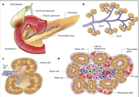 Figura  2  –  Il pancreas a) immagine in toto della ghiandola, b, c) porzione esocrina  composta da ghiandole tubulo acinose a secrezione sierosa, d) porzione endocrina, isola  di Langherans circondata da acini esocrini (da Bardeesy N, DePinho RA