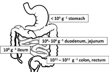 Figure 1-5. Numbers in individual sections depict the amount of bacteria per gram of intestinal  content typically found in healthy individuals (Leser &amp; Mølbak, 2009)