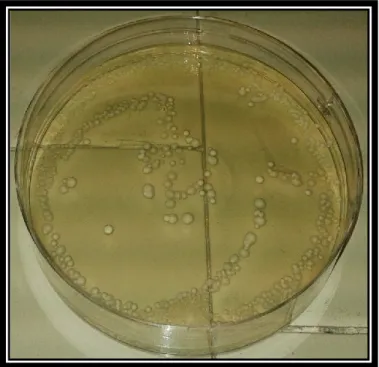 Figure 2-1. Lactobacillus gastricus isolated from a human rectal sample grown on MRS containing  taurocholic acid