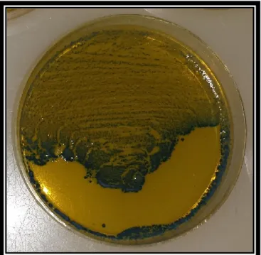 Figure 2-2. Lactobacillus salivarius isolated from a human oral sample grown on MRS containing  horseradish peroxidase and TMB