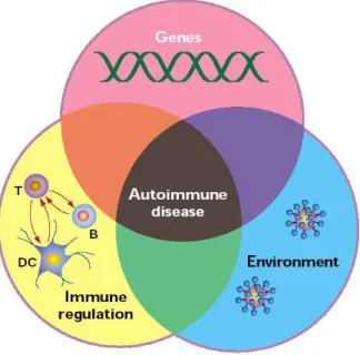Figura  3  -  Fattori  genetici  ed  ambientali  influiscono  sul  sistema  immunitario  coinvolto nella patogenesi del Diabete di tipo 1