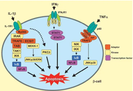 Figura 14 - Signalling delle citochine (IL-1 ββββ , IFN- γγγγ  e TNF- α αα α ) che inducono apoptosi  nelle β cellule mediante l’attivazione delle pathways di NFκκκκB e STAT1