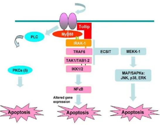 Figura 15 - Principali pathways molecolari innescate dal legame di IL-1ββββ al recettore  e determinanti la morte delle  ββββ  cellule pancreatiche per apoptosi (Tratta da [89]).