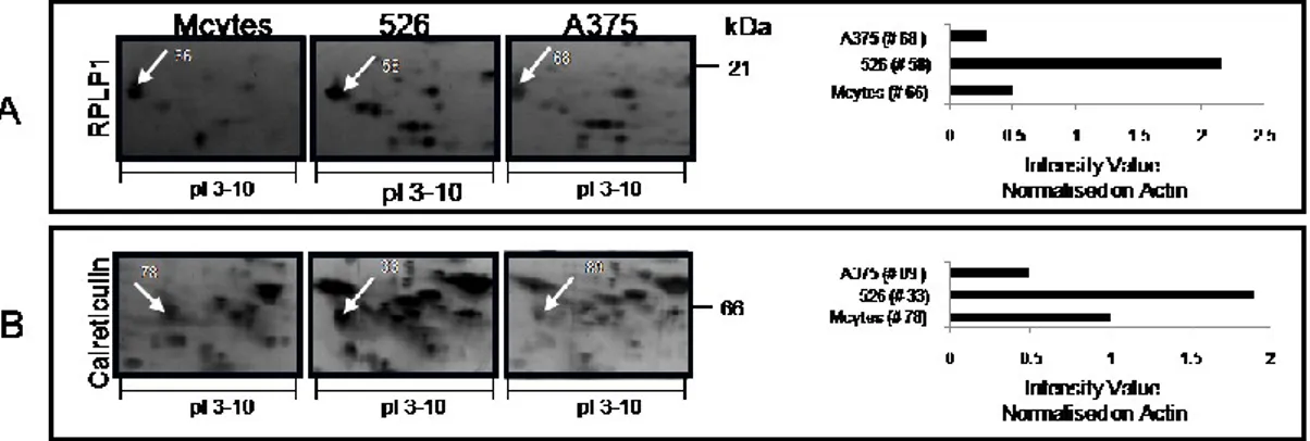 Fig.  4.  Proteins  more  highly  expressed  in  526  compared  to  A375  cell  lines