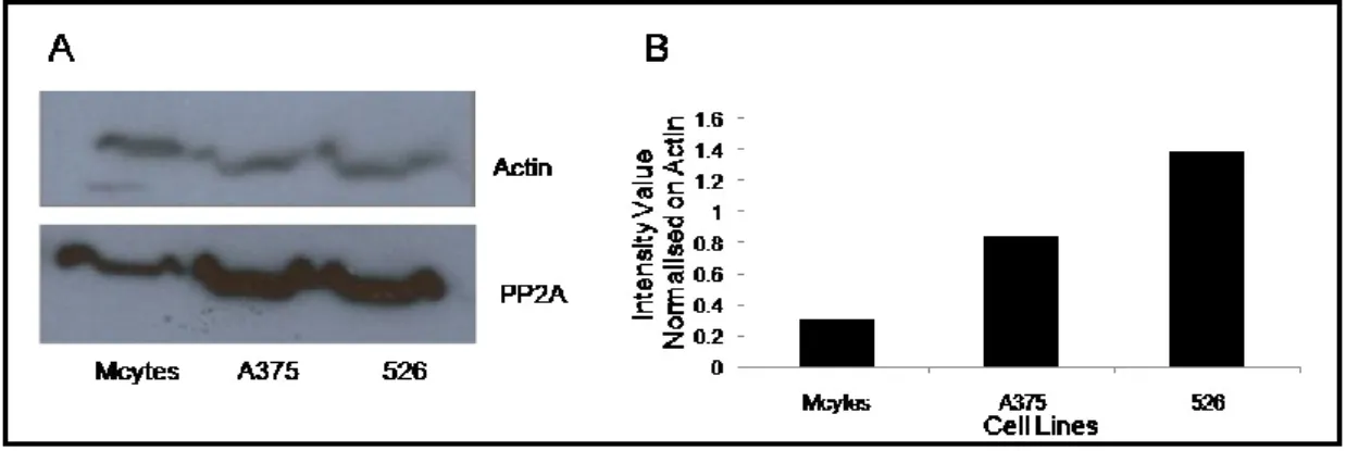 Fig. 7. Western Blot analysis of protein extracts derived from Melanocytes, 526 and A375 cell lines 