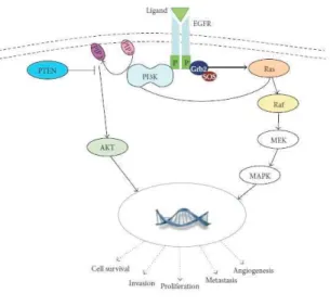 Figure  1.2:  EGFR  signaling  pathway  general  overview.  The  main  downstream  signaling  pathways  controlled  by  EGFR 