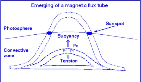 Figure 1.2: Sketch of a magnetic flux tube rising from the con- con-vective zone. B i indicates the magnetic field strength of the