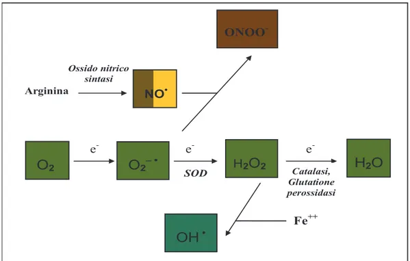 Fig. 1 – Specie reattive dell’ossigeno (ROS) 