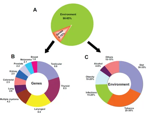 Figure 1.2: The impact of genes and environment on the development of cancer. - A) The percentage contribution of genetic and environmental factors to cancer