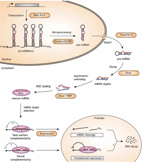 Figure 1.3: A model for the miRNA biogenesis pathway and its action