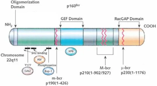 Figura 4. Organizzazione strutturale della proteina BCR
