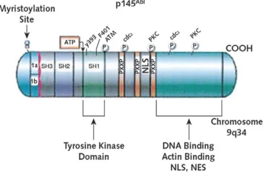 Figura 5. Organizzazione strutturale della proteina ABL